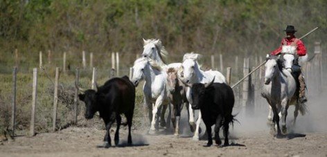 incentive camargue