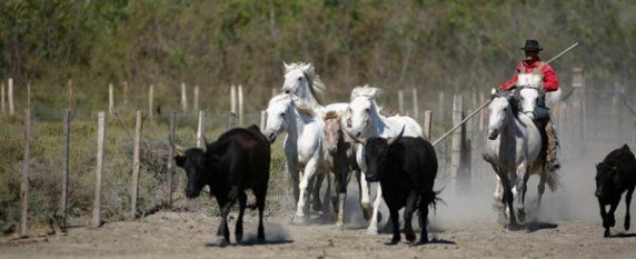 incentive camargue