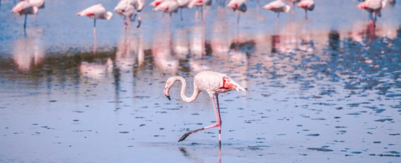 Un séminaire insolite au cœur du parc naturel de Camargue