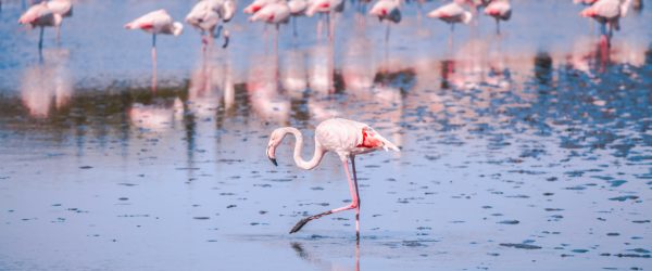 Un séminaire insolite au cœur du parc naturel de Camargue - 1