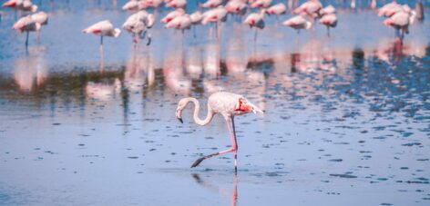 Un séminaire insolite au cœur du parc naturel de Camargue