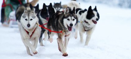 seminaire-quebec-chiens-traineaux