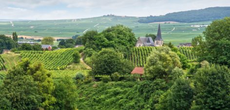 Les vignobles de Reims