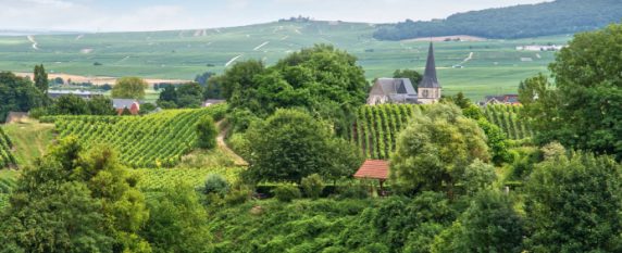 Les vignobles de Reims