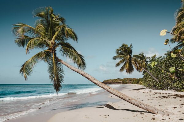 Plage avec sable blanc en Martinique